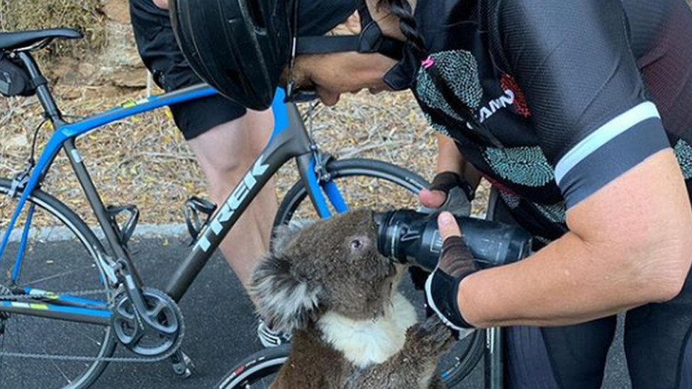 koala-getting-a-drink-from-cyclists