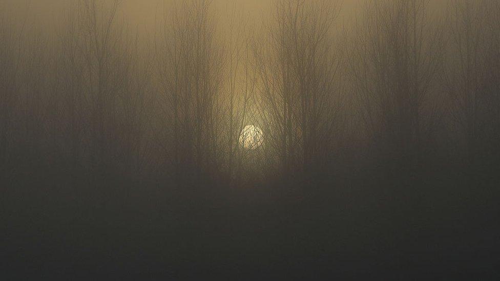 The sun sets behind a wood shrouded in fog