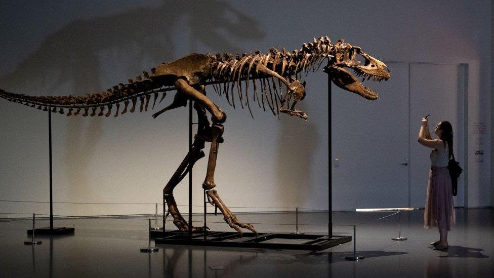 Gorgosaurus Skeleton on display in New York City