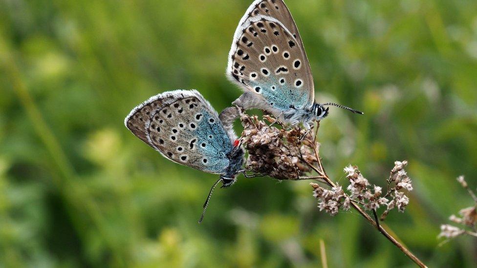 Large Blue Butterfly