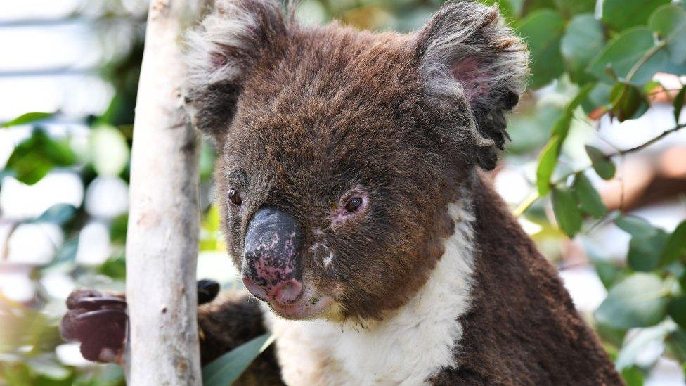 Koala-at-rescue-centre