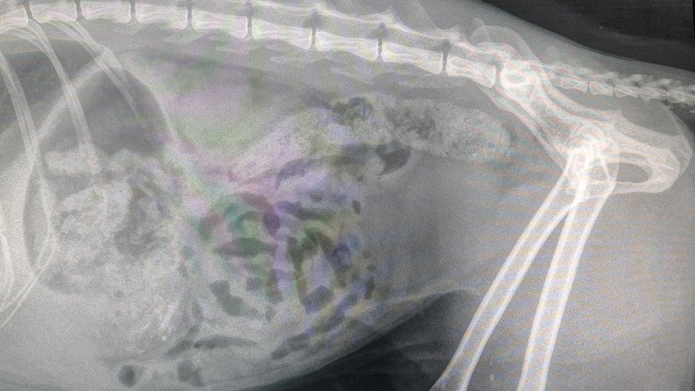 X-ray of a cat's lung