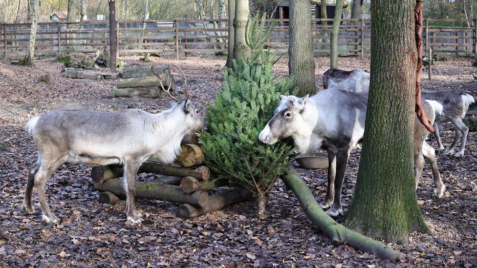 Reindeer chewing on Christmas tree spikes