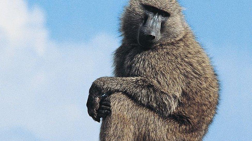 Olive baboon sitting