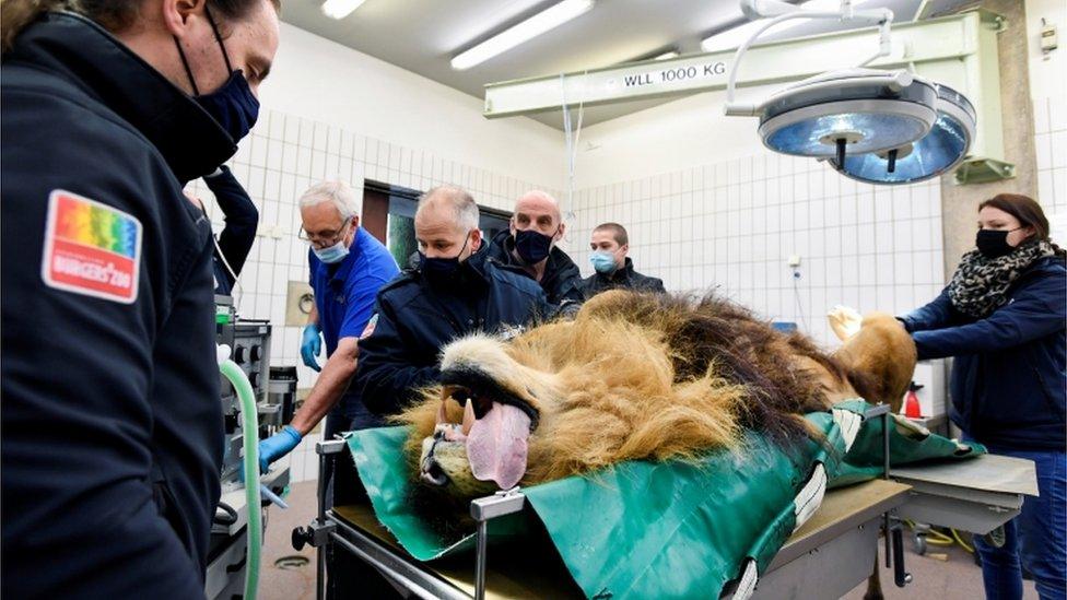 Lion on operating table with tongue hanging out