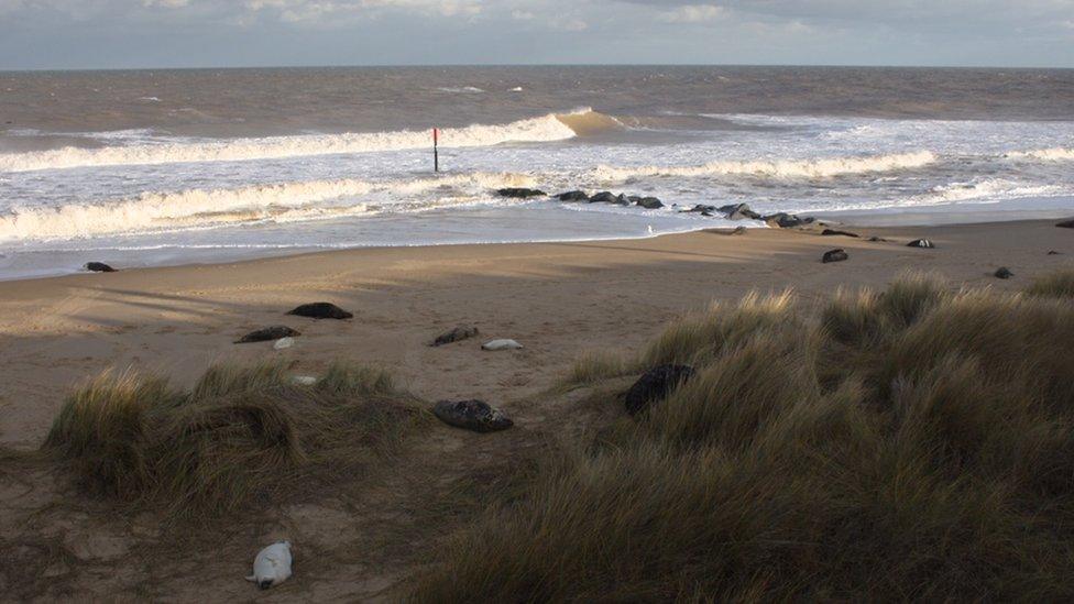 Seals at Horsey beach, Norfolk