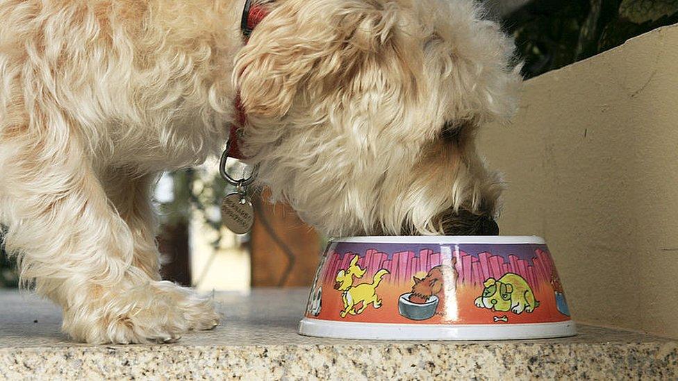 News on dog food best sale