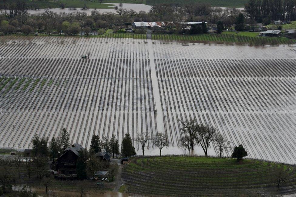 Grape fields are underwater in California's wine-producing region