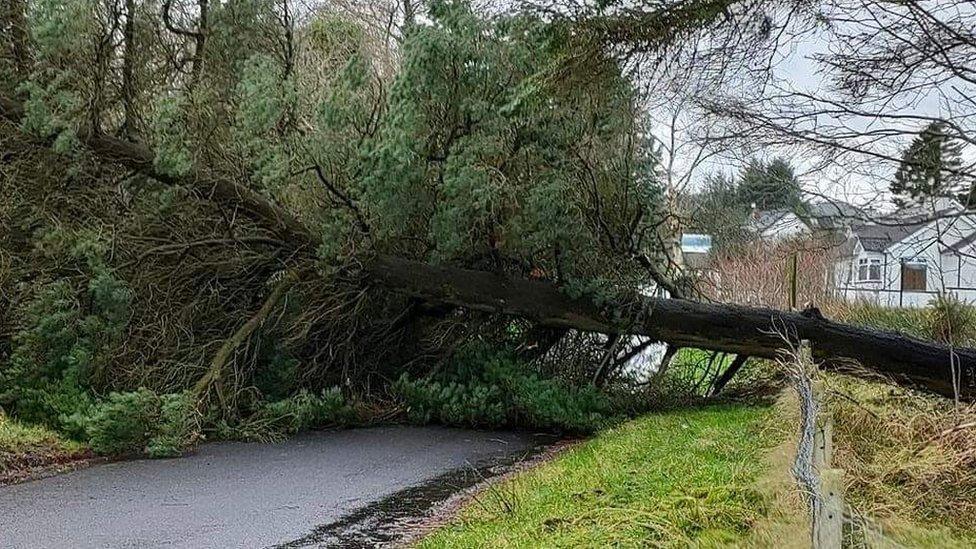 A tree has fallen across Larch Road near Limavady in County Londonderry