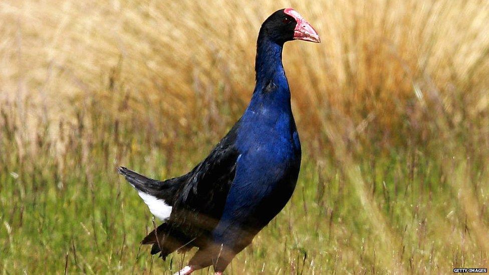 A pukeko bird