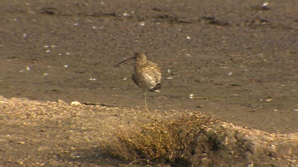 Wildlife at the lakes