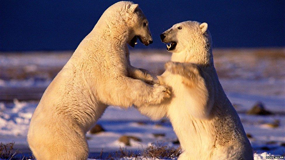 Polar bears fighting