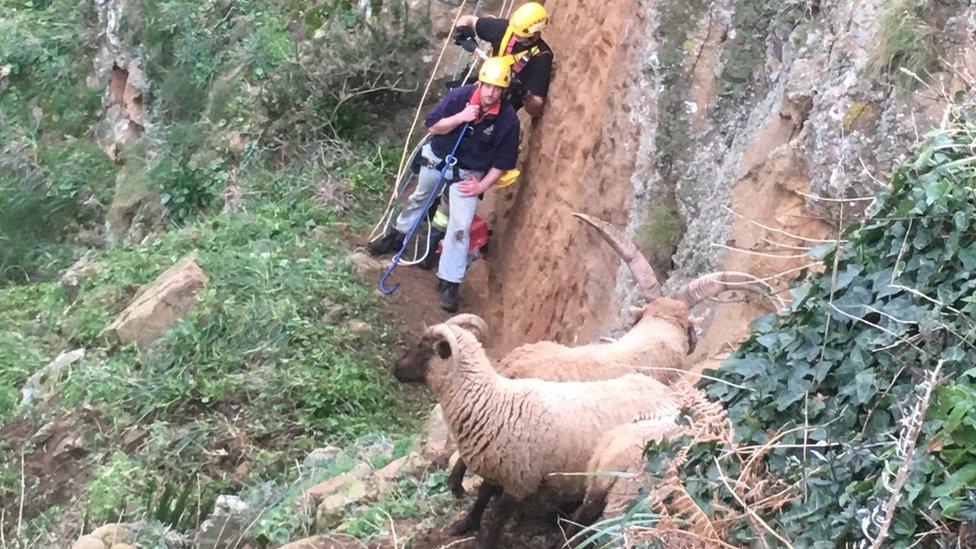 Sheep rescue