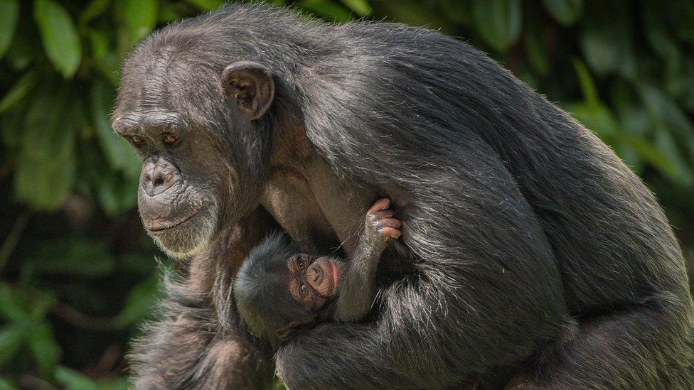 chimps at Chester Zoo