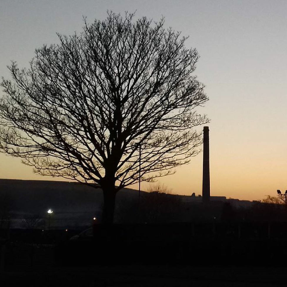 Silhouette of a tree