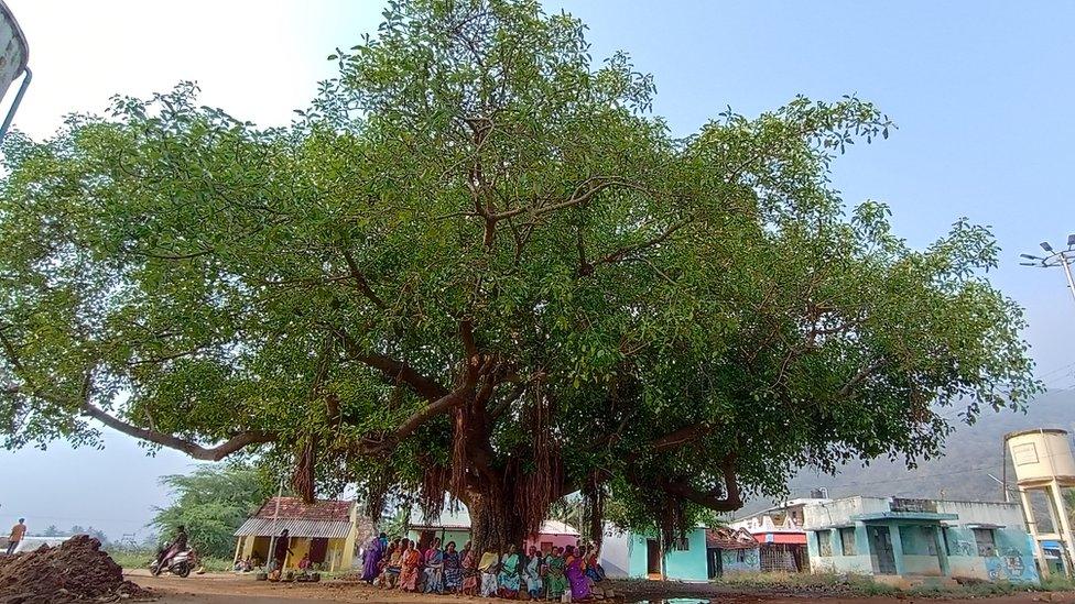 The banyan tree in Vachathi