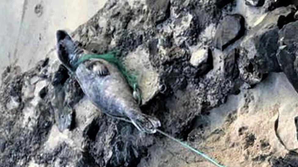 Seal tangled in netting