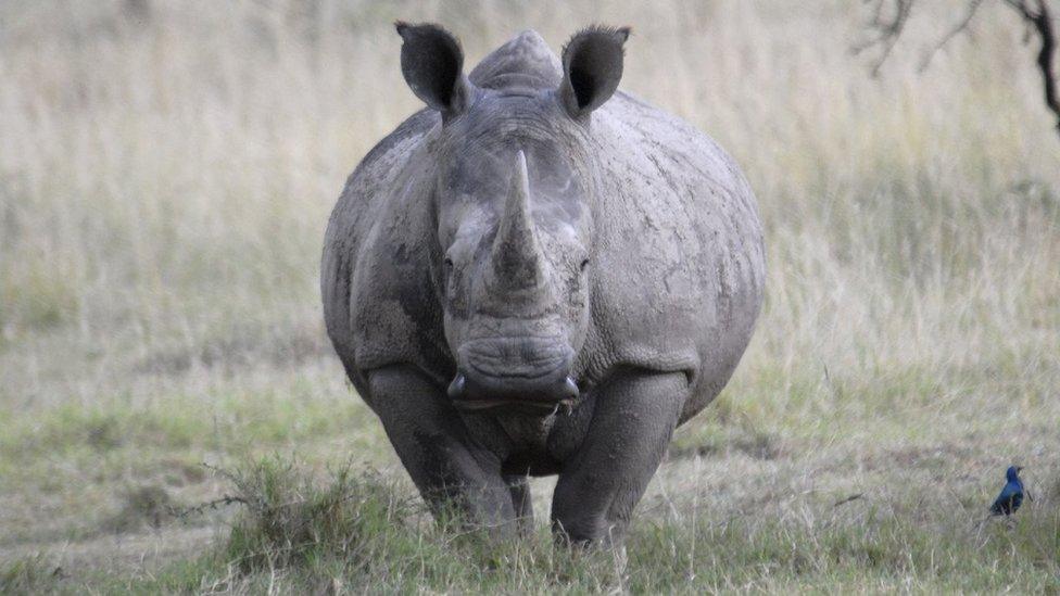 a white rhino