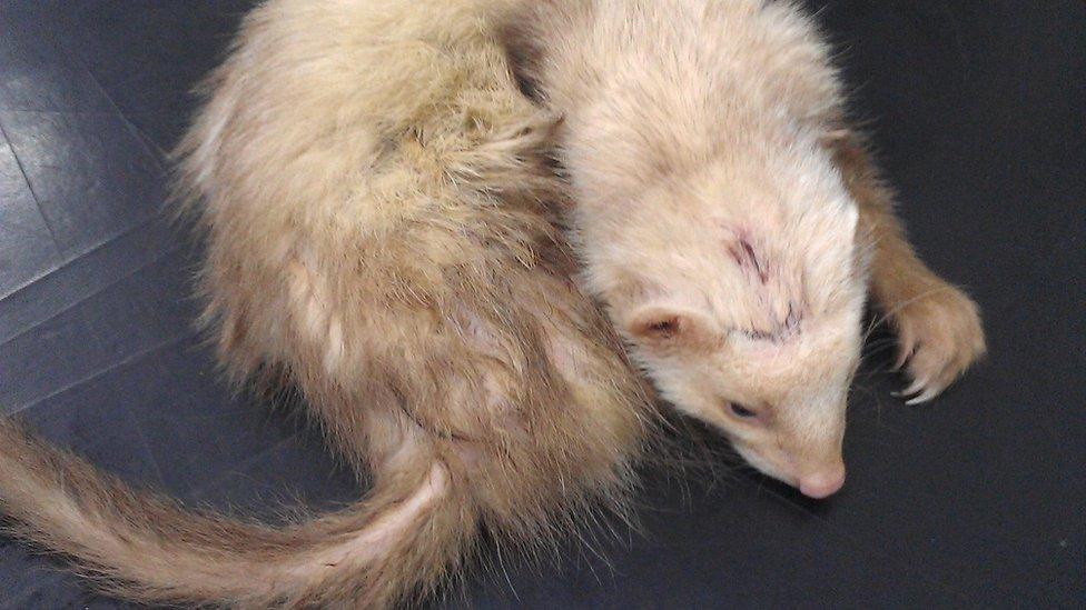 Injured Ferrett