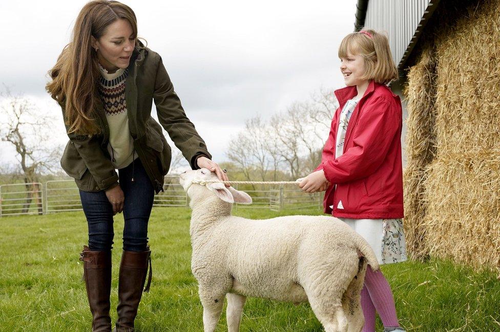 Kate strokes sheep