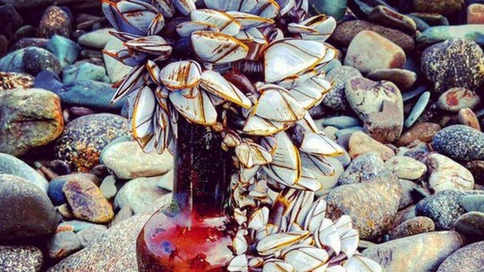 Goose barnacles at Whitesands Beach, St Davids, Pembrokeshire