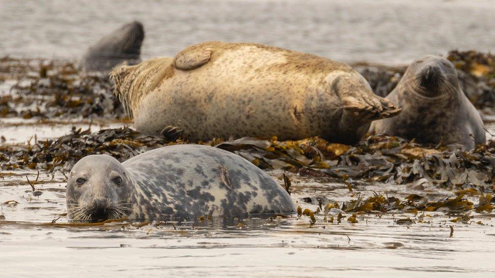 Rathlin seals