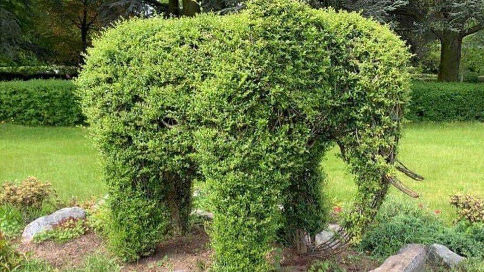 Elephant hedge