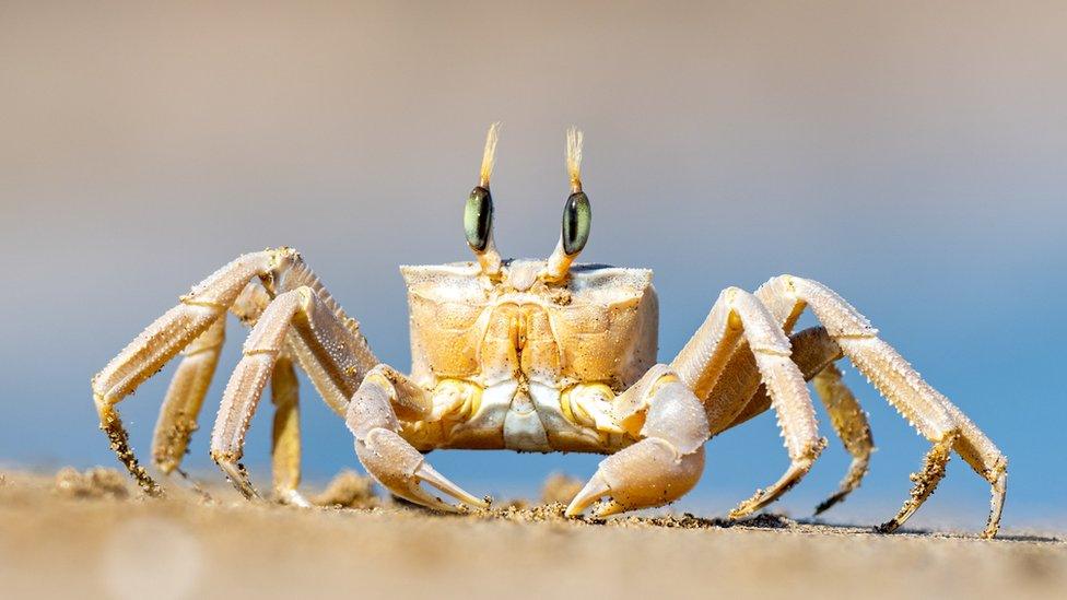 Crab on the beach