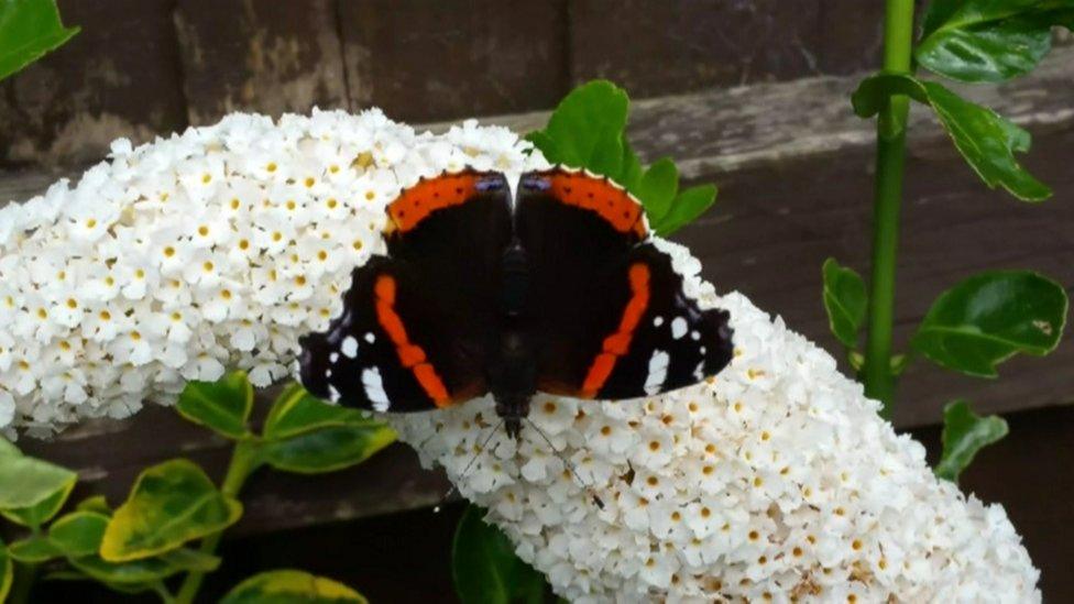 Red Admiral