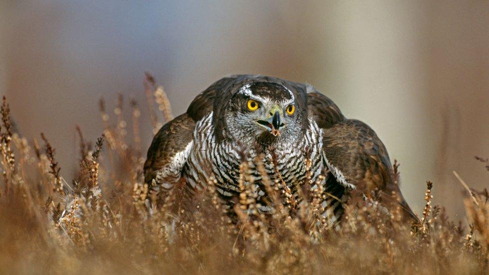 Goshawk