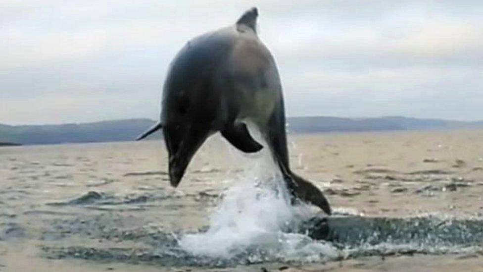 Dolphins near boats of Tenby Sailing Club