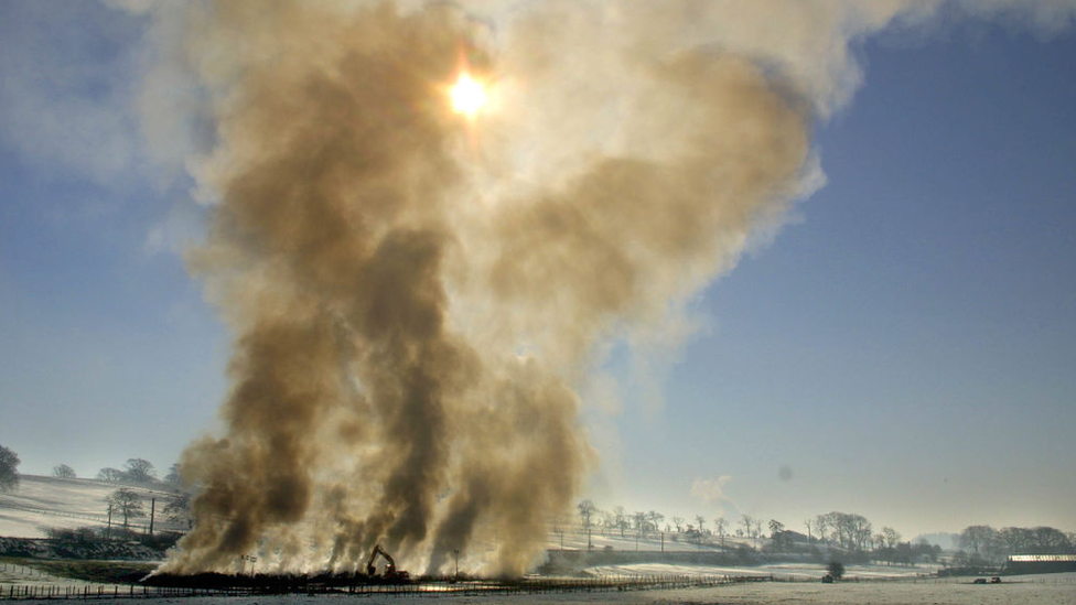 Livestock being burned in Scotland, 2001