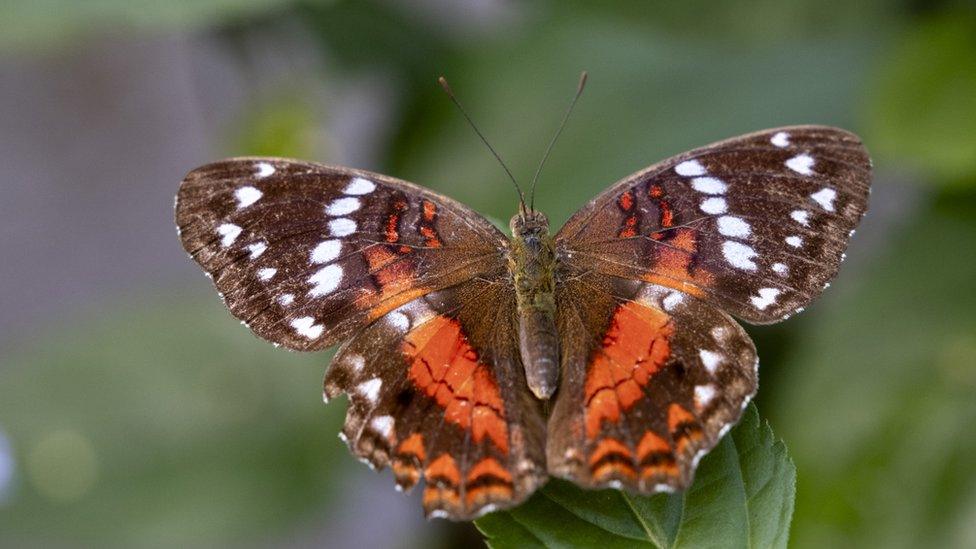 Butterfly in Aberystwyth