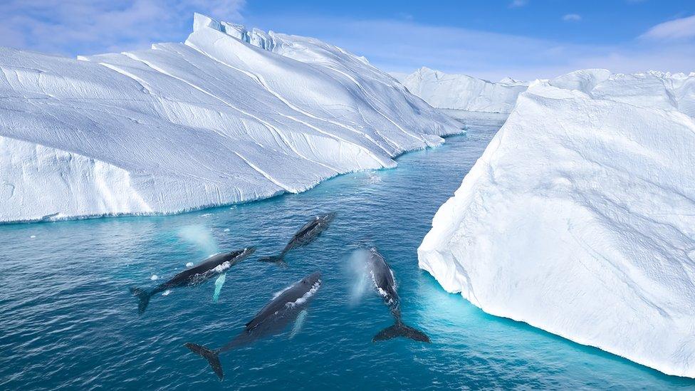 Humpback whales