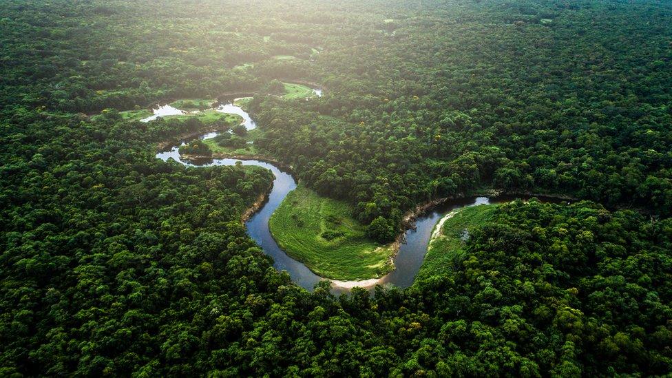 Forests provide an important carbon sink for mitigating climate change