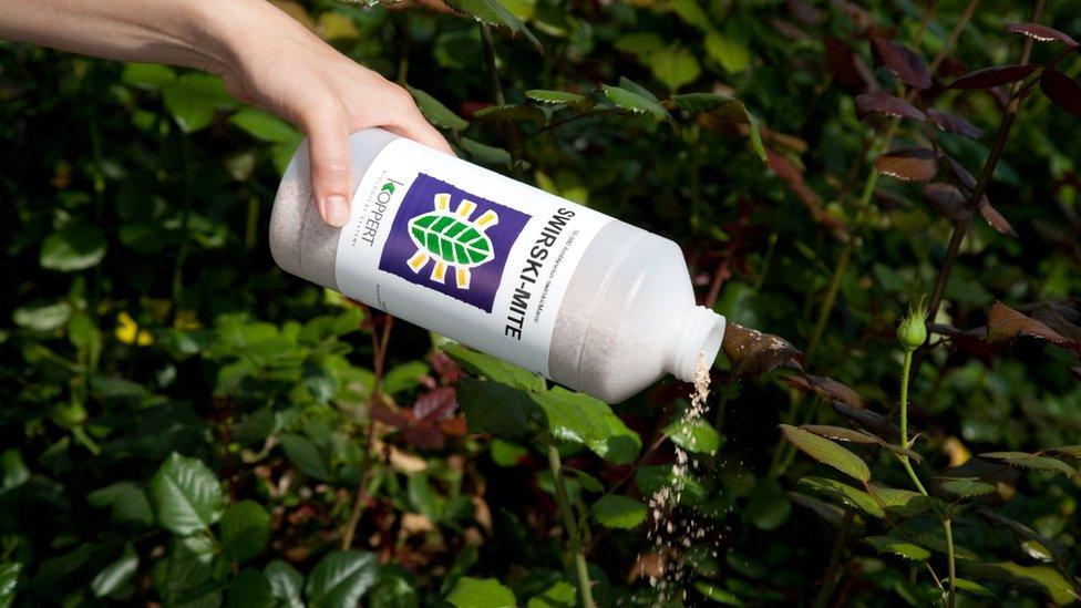 Swirski mites being applied to rose plants in Kenya