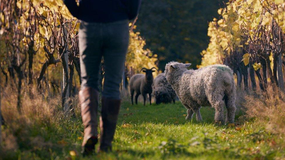 Sheep in vines