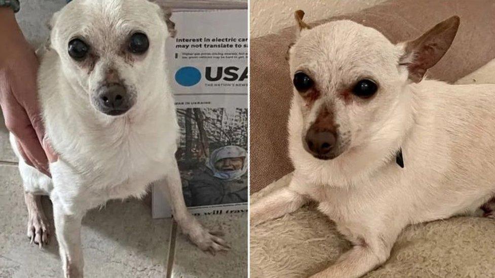 Two side-by-side pictures of TobyKeith, the oldest dog in the UK