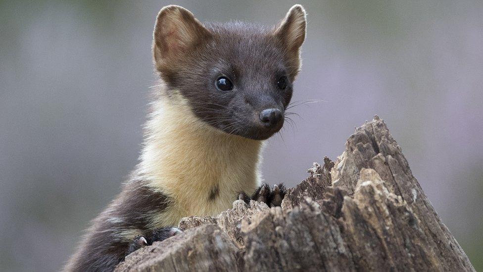 A black and white pine marten