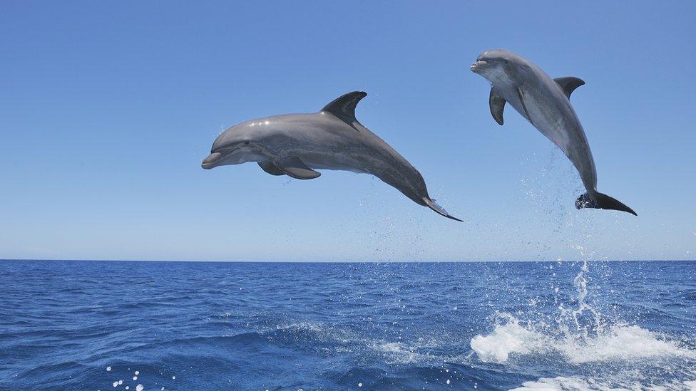 two dolphins jumping out of sea