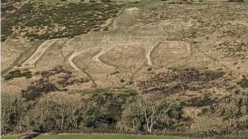 The Osmington White Horse has now blended into its green surroundings.