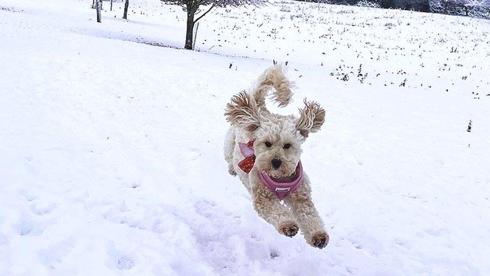 A dog in snow