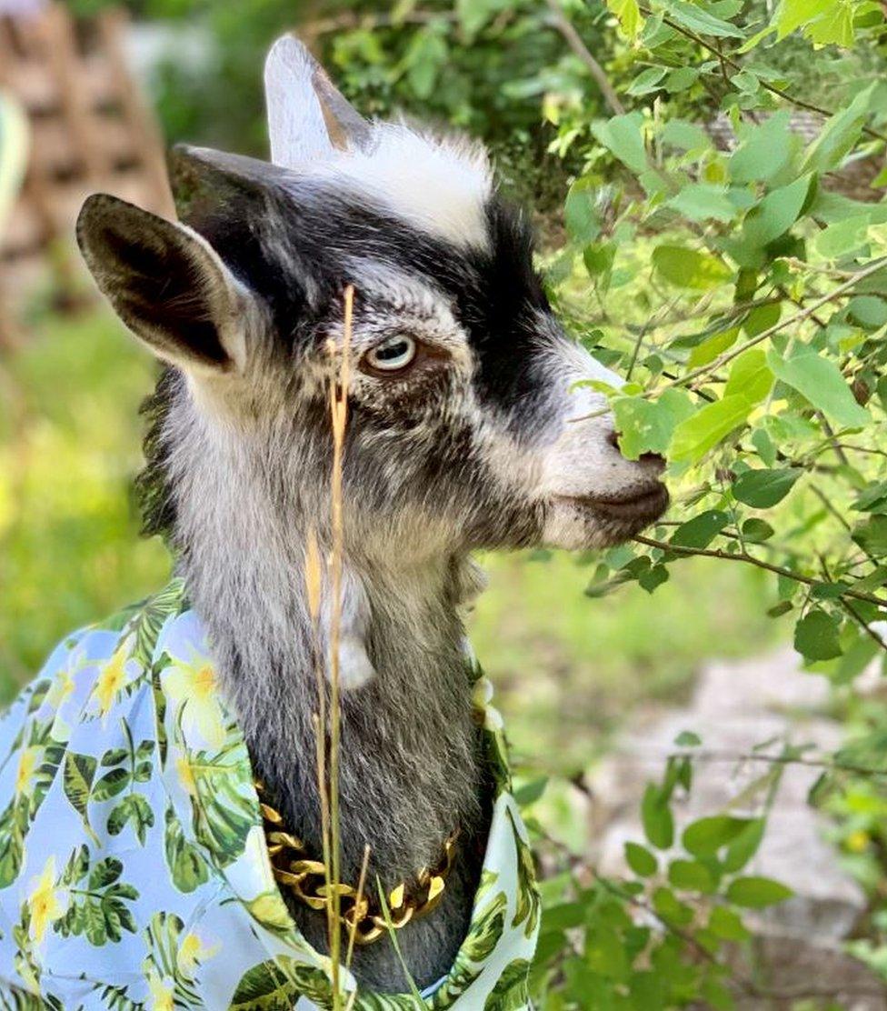 Turtle the goat has made the transition to a mountain goat