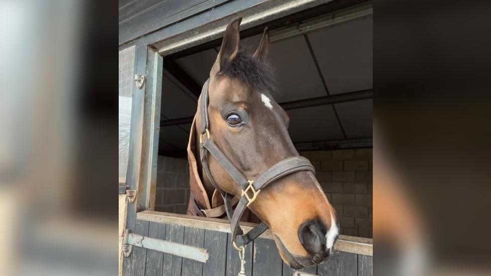 Horse in stables