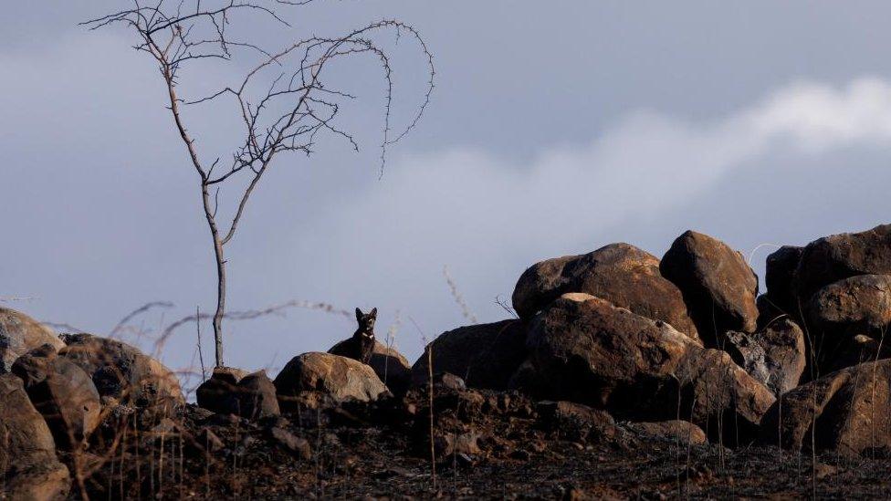 A cat looks out from a burned open field caused by the south Maui fire as Maui island deals with the aftermath of multiple wildfires. August 11, 2023