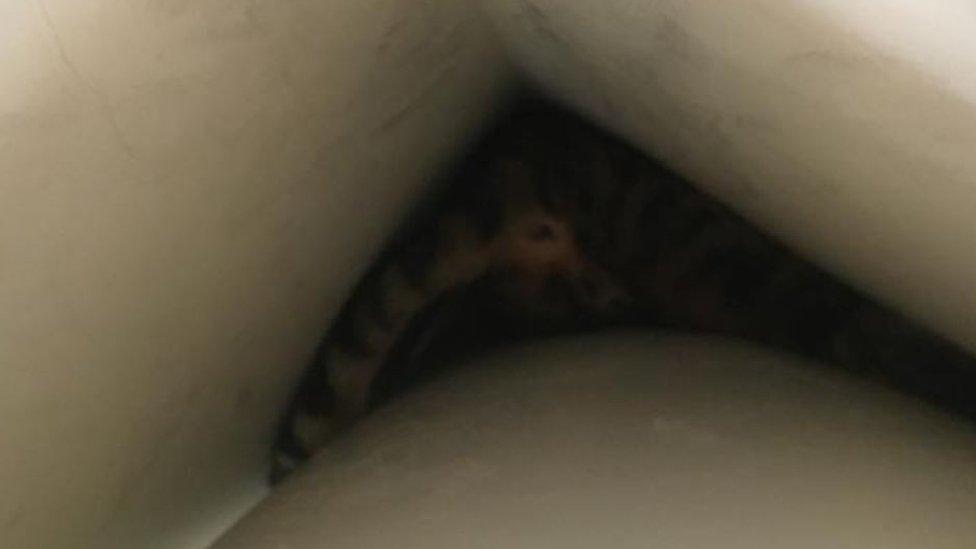 Cat stuck behind boiler