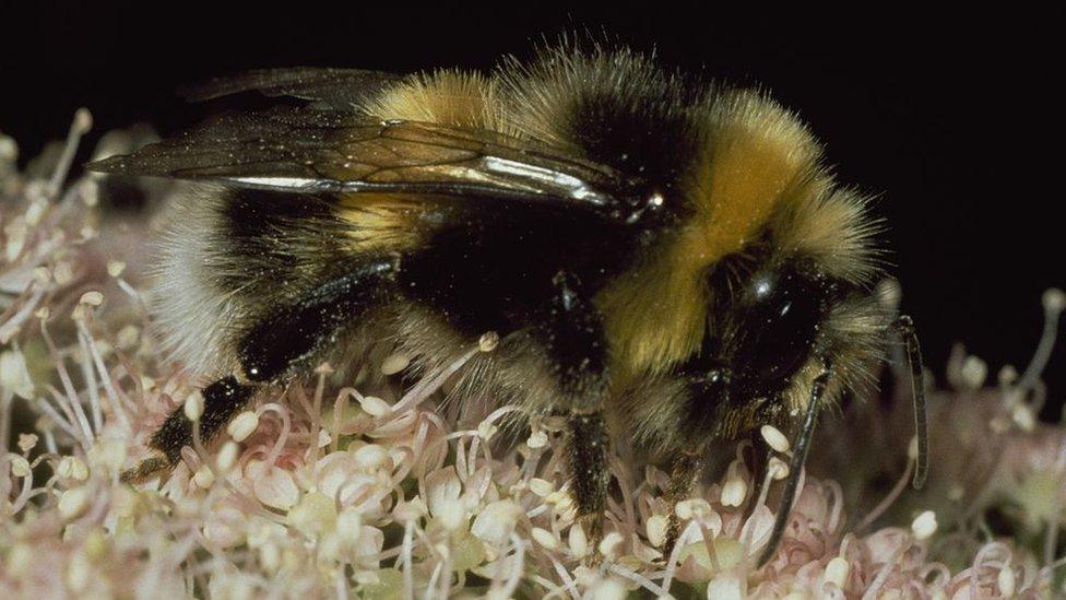 Shrill carder bee