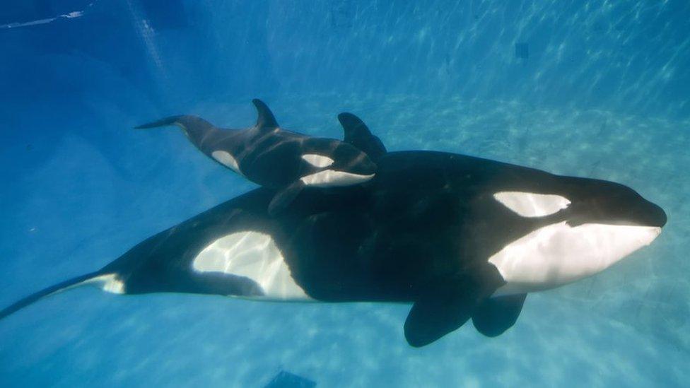 A calf orca whale with its mother in a SeaWorld tank