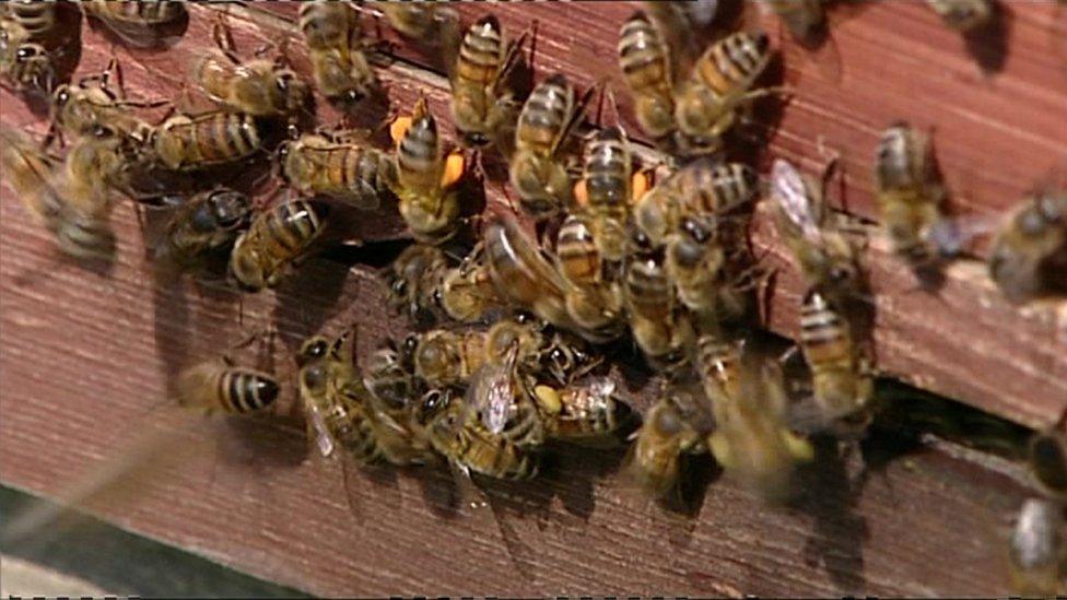 A photo of honey bees