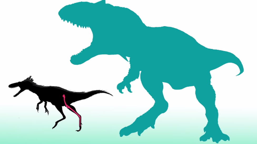 Comparison showing how much smaller the early Tyrannosaurs were to T-Rex